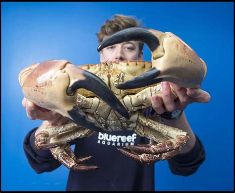 Giant edible crab named 'Popeye' found - Mirror Online