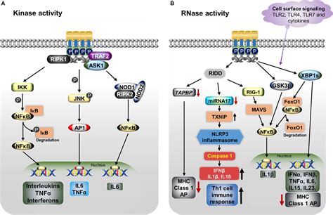 Frontiers IRE1α Implications in Endoplasmic Reticulum Stress Mediated