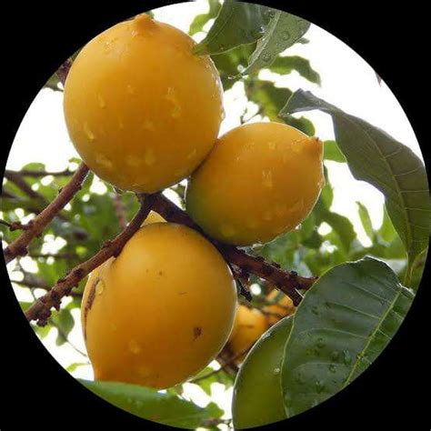 Buy Abiu In Fruit Plant online in India / Large Collection