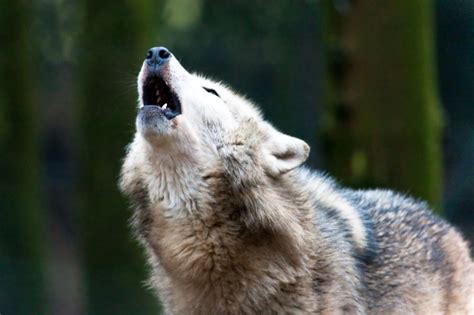 Howling Timber Wolf Photo Karlmac Photos At