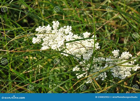 Daucus Carota Aves De Zanahoria Silvestres Nido Bishops Encaje Reina Y Flores De Encaje Flor