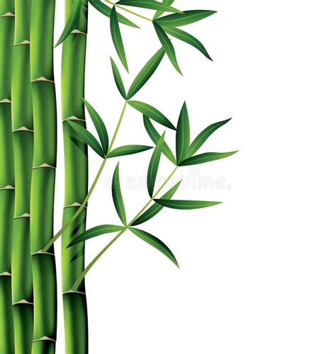 Vector Bamboo Branches Stock Vector Illustration Of Copy 33476333