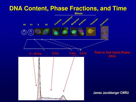 Ppt Dna Content Cell Cycle Analysis Powerpoint Presentation Free