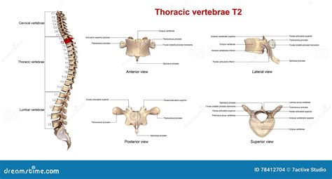 T2 Torácico De Las Vértebras Stock De Ilustración Ilustración De