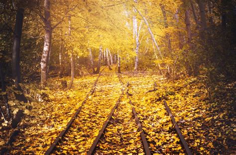 Wallpaper Sunlight Trees Landscape Forest Leaves Nature Morning