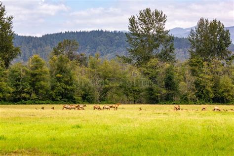 Herd Of Elk In Washington State Meadow Stock Photo - Image of mammal ...