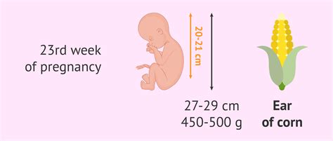 Measurement of the foetus in the 23rd week of pregnancy