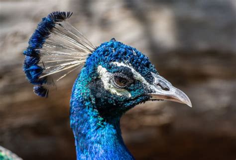 Head Of A Male Indian Peafowl Pavo Cristatus Stock Photo Image Of