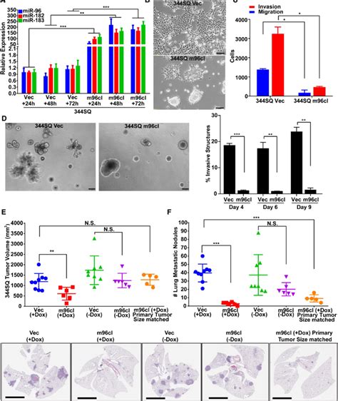 Induced Expression Of The Microrna Cluster Suppresses Cancer