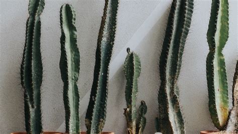 Descubre cómo evitar que tu cactus se estire y cuál es la causa del