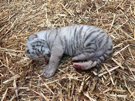 埼玉・東武動物公園 9年ぶりホワイトタイガーの赤ちゃん誕生 毎日新聞