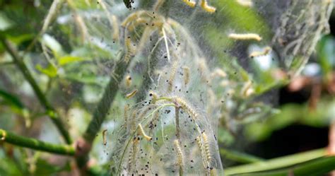 How To Treat Sod Webworms In Florida l Service Choice