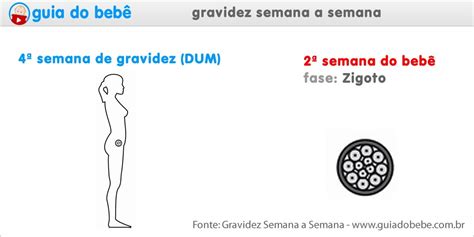 4 Semanas De Gravidez Guia Do Bebê