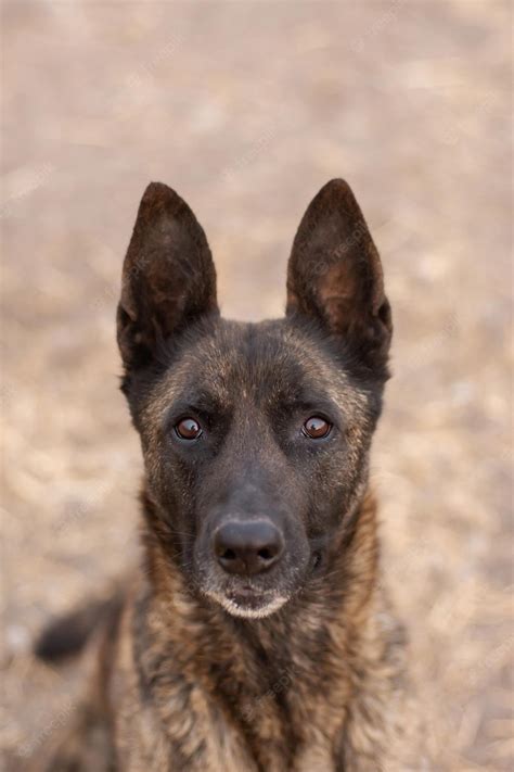 Premium Photo Dutch Shepherd Dog Portrait Outdoors