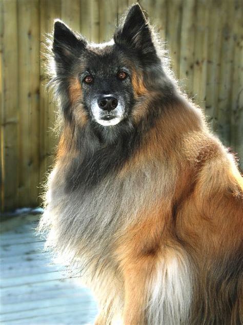 Belgian Tervuren - Google Search Belgian Dog, Belgian Tervuren, Belgian ...