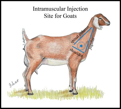 How To Give A Goat An Injection