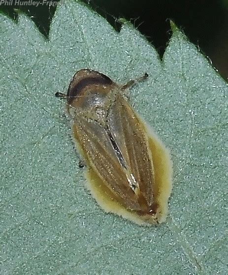 Fungus Ridden Hopper Philaenus Spumarius Bugguide Net