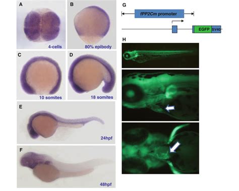 Expression Pattern Of Pp C In Mitochondria Pp Cm Of Developing Zebra