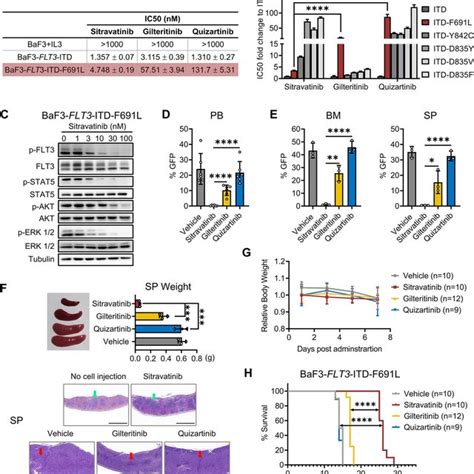 Sitravatinib Exerts Potent Anti Tumor Activities Against FLT3 ITD AML