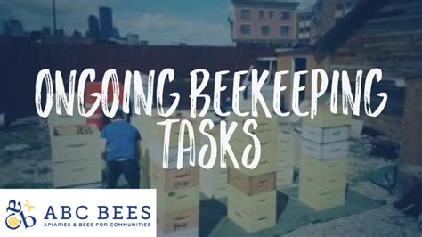 Ongoing Beekeeping Tasks ABC Bees