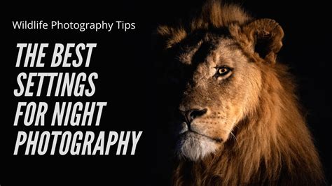 How To Photograph Wildlife At Night Wildlife Photography Tips For