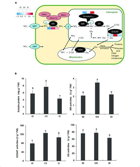 Nitrogen Assimilation Pathway And Activities Of Key Enzymes Related