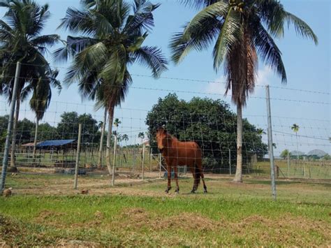 The Sungai Udang Recreational Forest Working Hours Activities