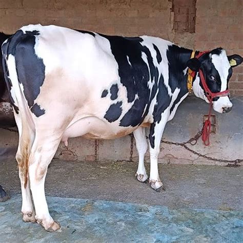 Pure Breed Hf Cow At Best Price In Karnal Shree Shyam Dairy Farm