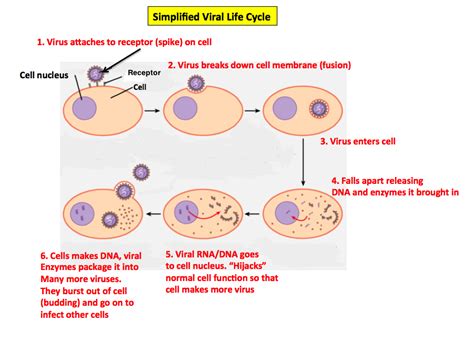 Structure And Life Cycle Of Virus