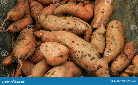 Sweet Potato Harvest Pile Ipomoea Batatas Close Up Tuberous Tubers