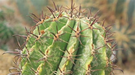 Garden Of Cacti At The Exhibition Many Different Cacti In The