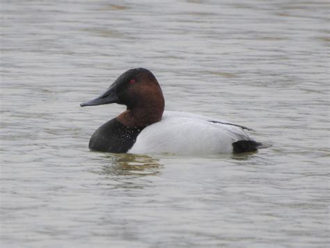 Canvasback Emuseum Of Natural History