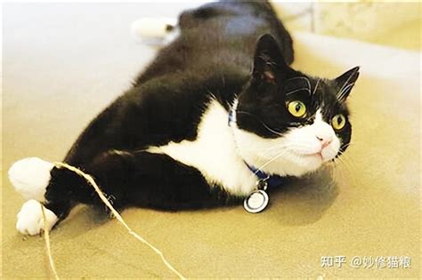 奶牛猫为什么会突然满屋子“乱窜”？无外乎这几个原因 知乎