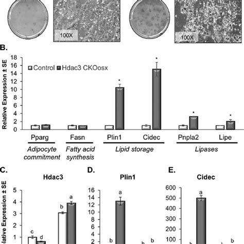 Runx2 Positive Cells Can Contain Cytosolic Lipid Droplets A B Bmsc