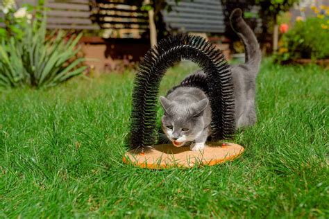 What Do Cat Tail Movements Mean? A Quick Guide To Feline Behavior