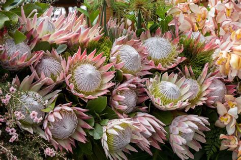 King Protea Or Protea Cynaroides The National Flower Of South Africa