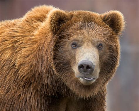 Woman Found Dead After Grizzly Bear Encounter Near Yellowstone National