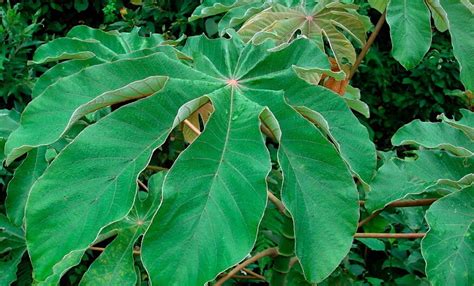 Cecropia | The Canopy Family