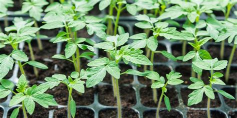 Stages Of Tomato Plant Growth Life Cycle