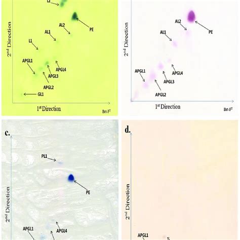 Two Dimensional Thin Layer Chromatograms Of The Polar Lipids From