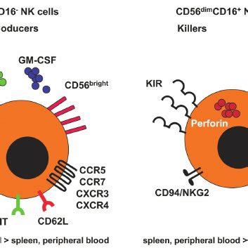 PDF Regulatory NK Cell Functions In Inflammation And Autoimmunity