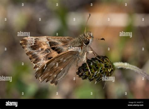 Mallow Skipper Carcharodus Alceae Resting On A Dead Flower Head Stock