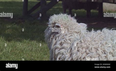 Curly Haired Sheep Stock Videos Footage Hd And K Video Clips Alamy