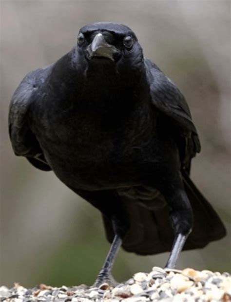 An angry crow : r/Birdsfacingforward