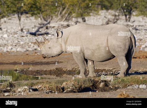 Rinoceronte Negro Diceros Bicornis Macho Adulto De Pie En El Pozo