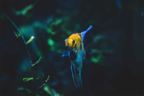 Angelfish Wallpapers - Top Free Angelfish Backgrounds - WallpaperAccess