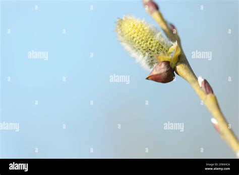 Beautiful Pussy Willow Buds Flowers And Branches Seasonal Forest Blooming Spring Vegetation