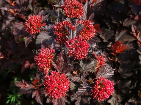 Пузыреплодник Андре (70 фото) » НА ДАЧЕ ФОТО