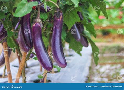 Brinjal Or Aubergine Or Eggplant Solanum Melongena Vertical Stock