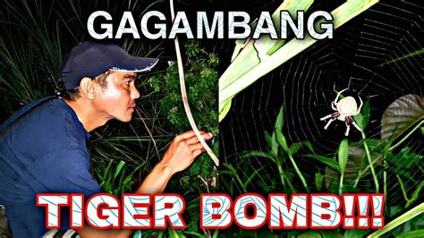 Gagamba Spider Hunting Gagambang Tigre Youtube